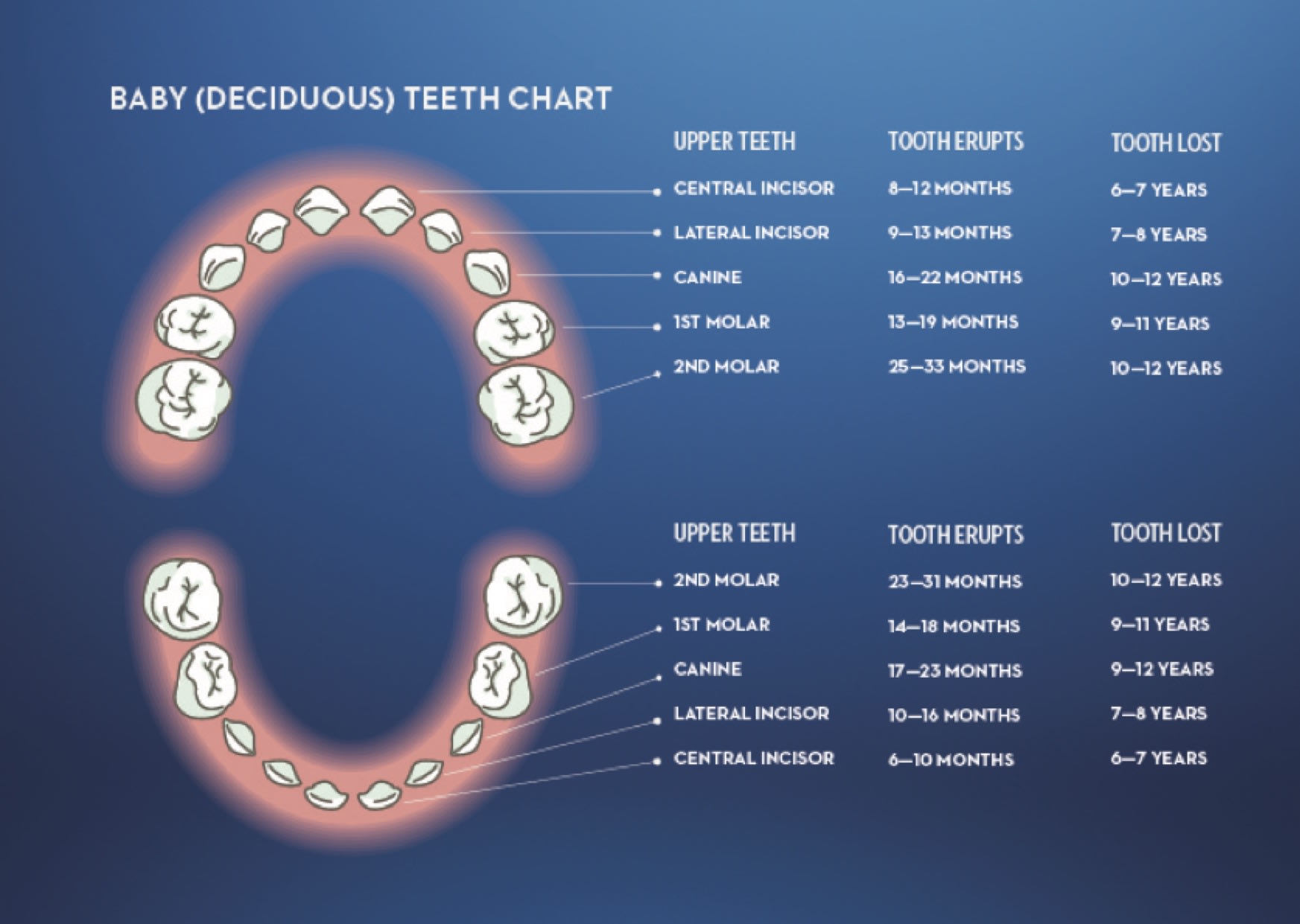 1 year best sale old molars